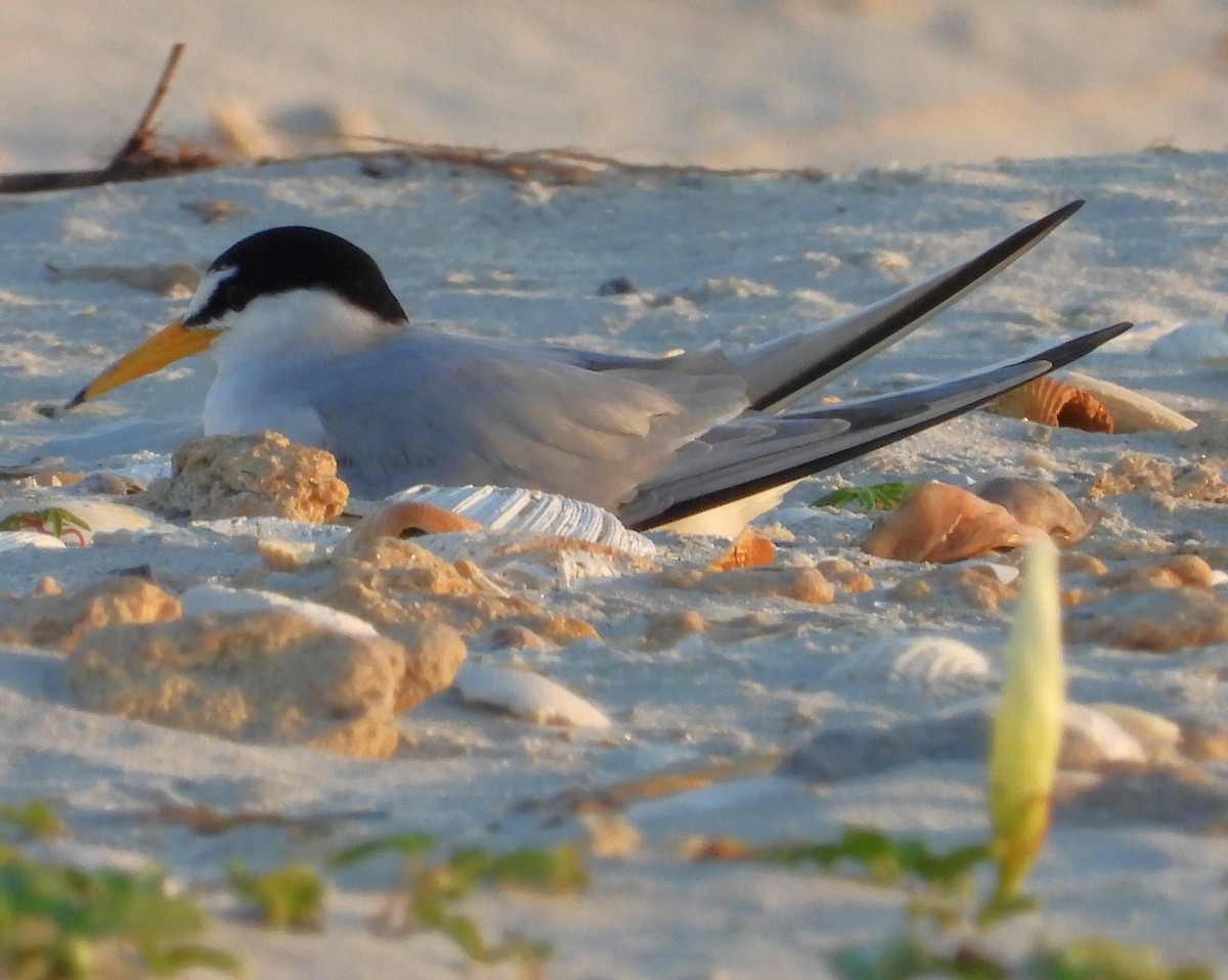 Least Tern - Eric Haskell