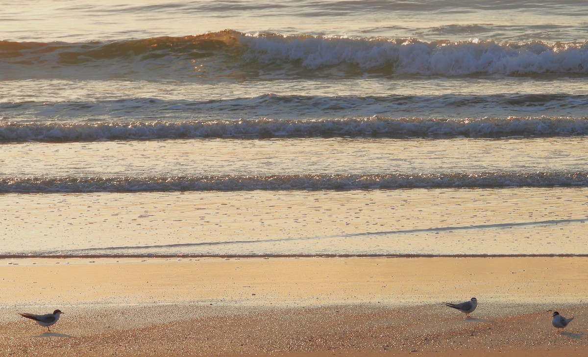 Least Tern - Eric Haskell