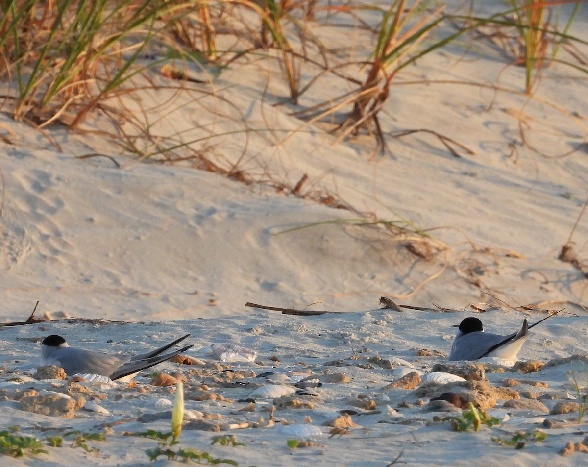 Least Tern - Eric Haskell