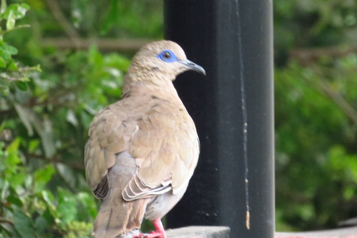 West Peruvian Dove - ML619561787