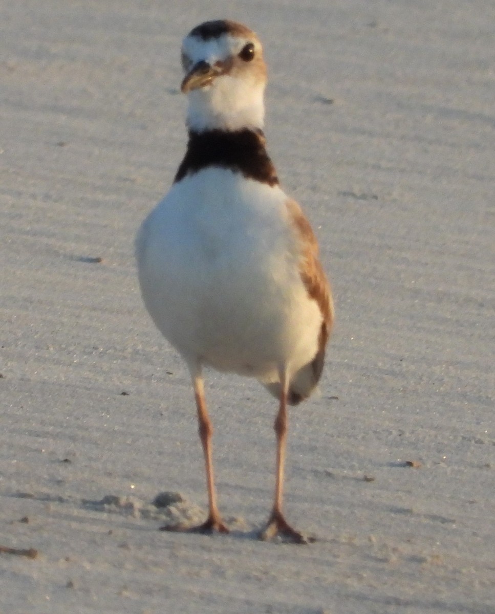 Wilson's Plover - Eric Haskell