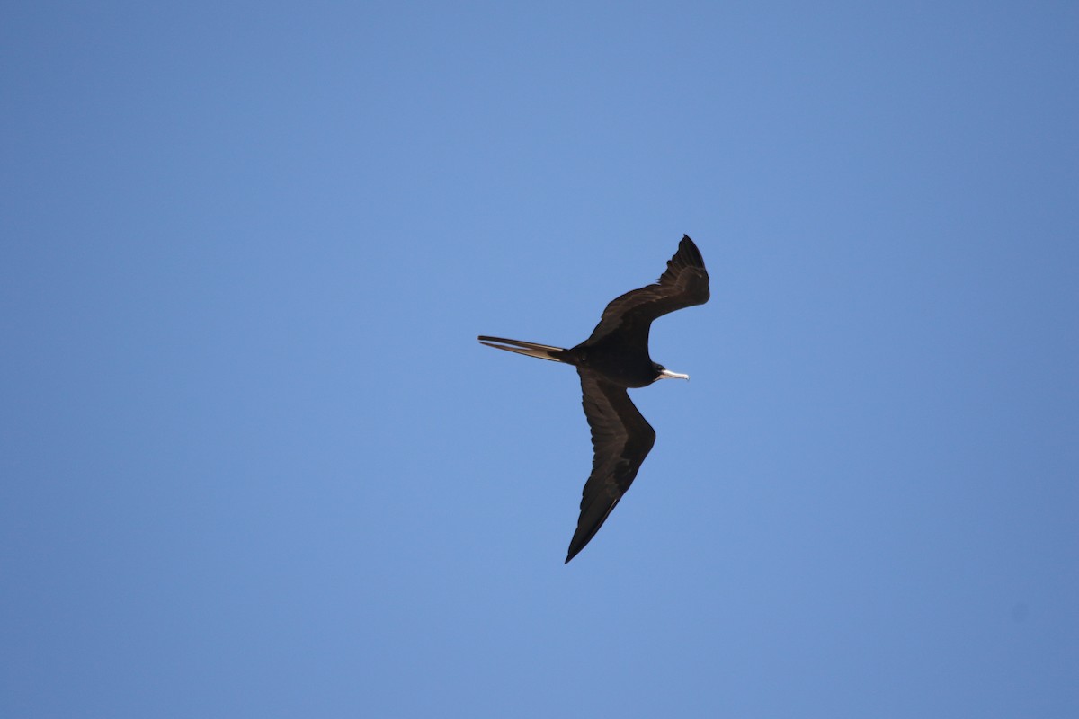 Magnificent Frigatebird - Andy M