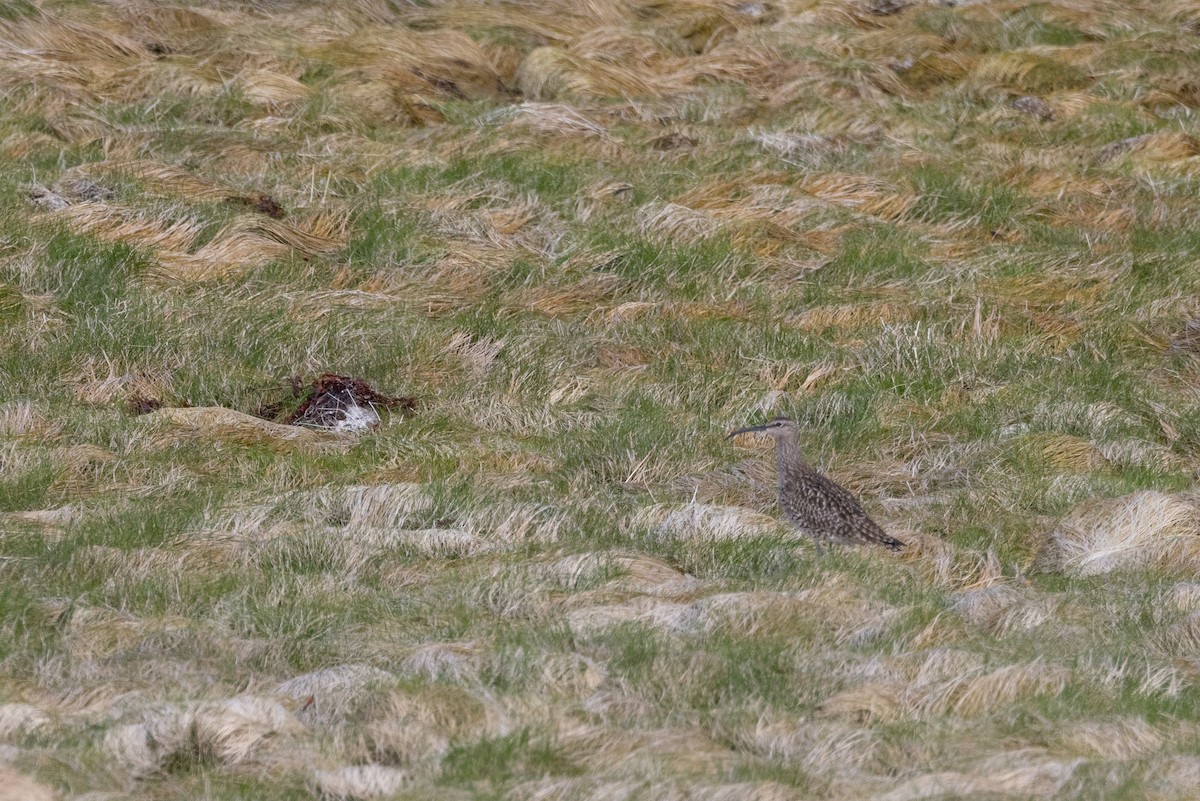 Whimbrel - Carol Holmes