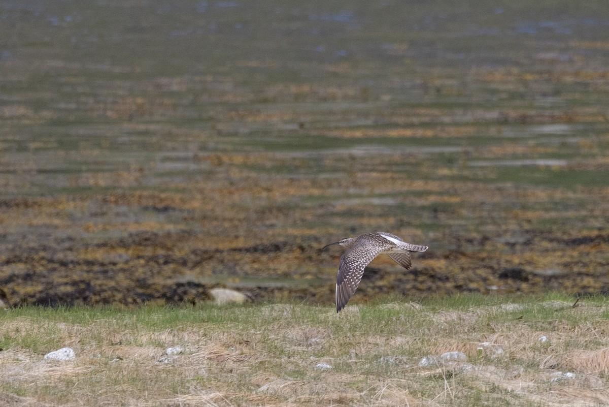 Whimbrel - Carol Holmes