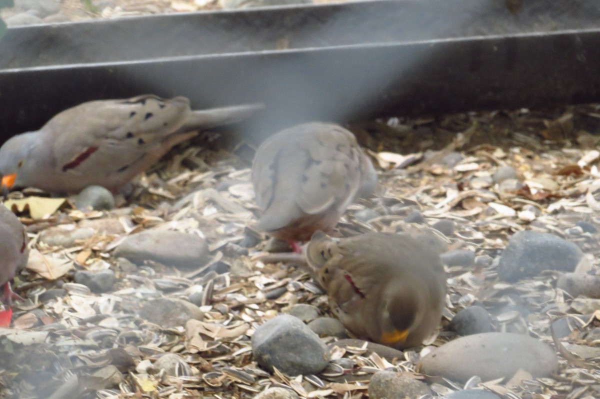 Croaking Ground Dove - Gary Prescott