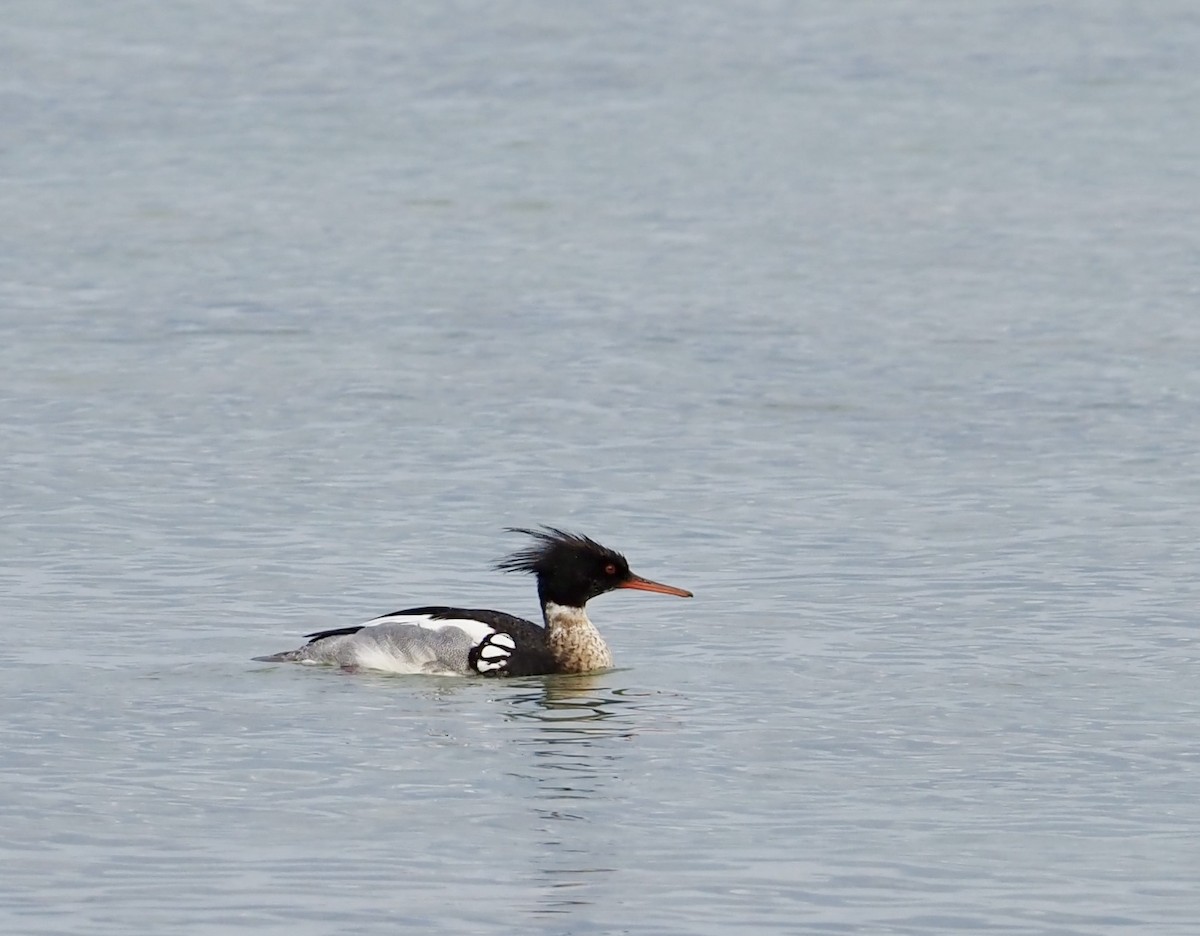 Red-breasted Merganser - Bob & Anne-Marie Taylor