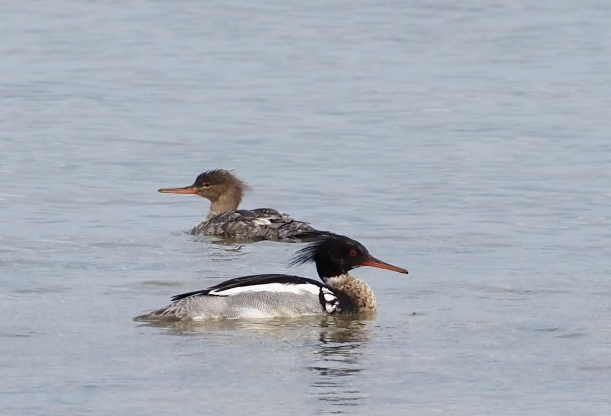 Red-breasted Merganser - Bob & Anne-Marie Taylor