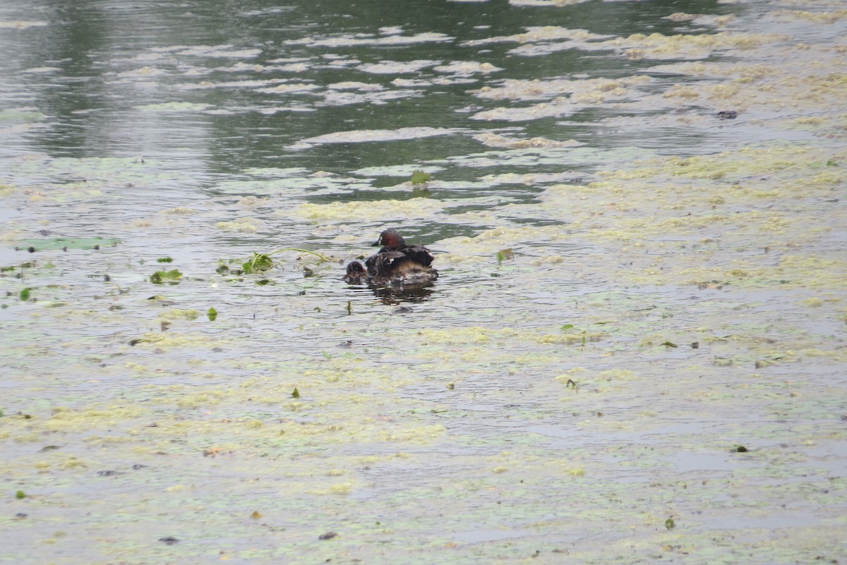 Little Grebe - Anonymous