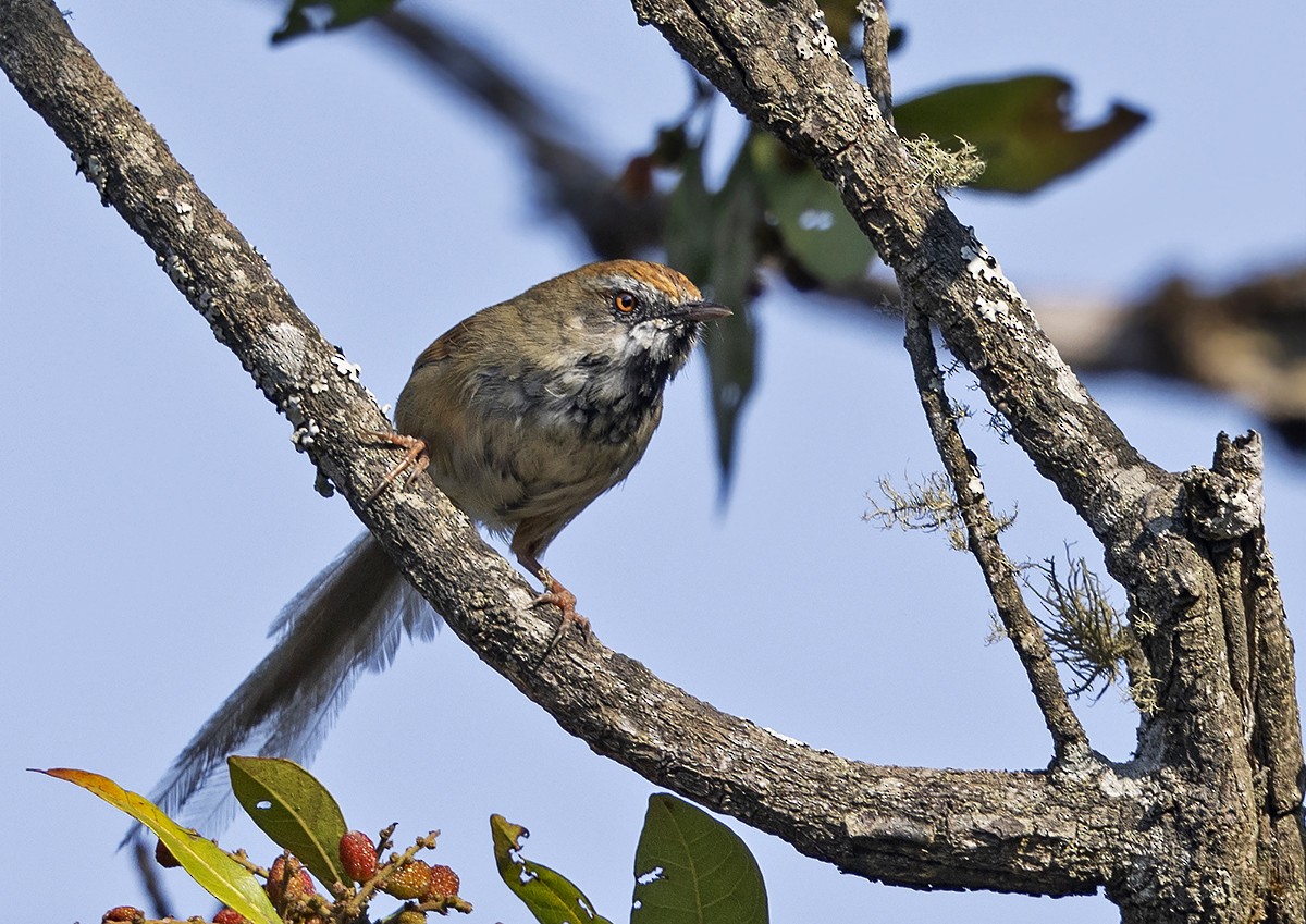 Rufous-crowned Prinia - ML619561822