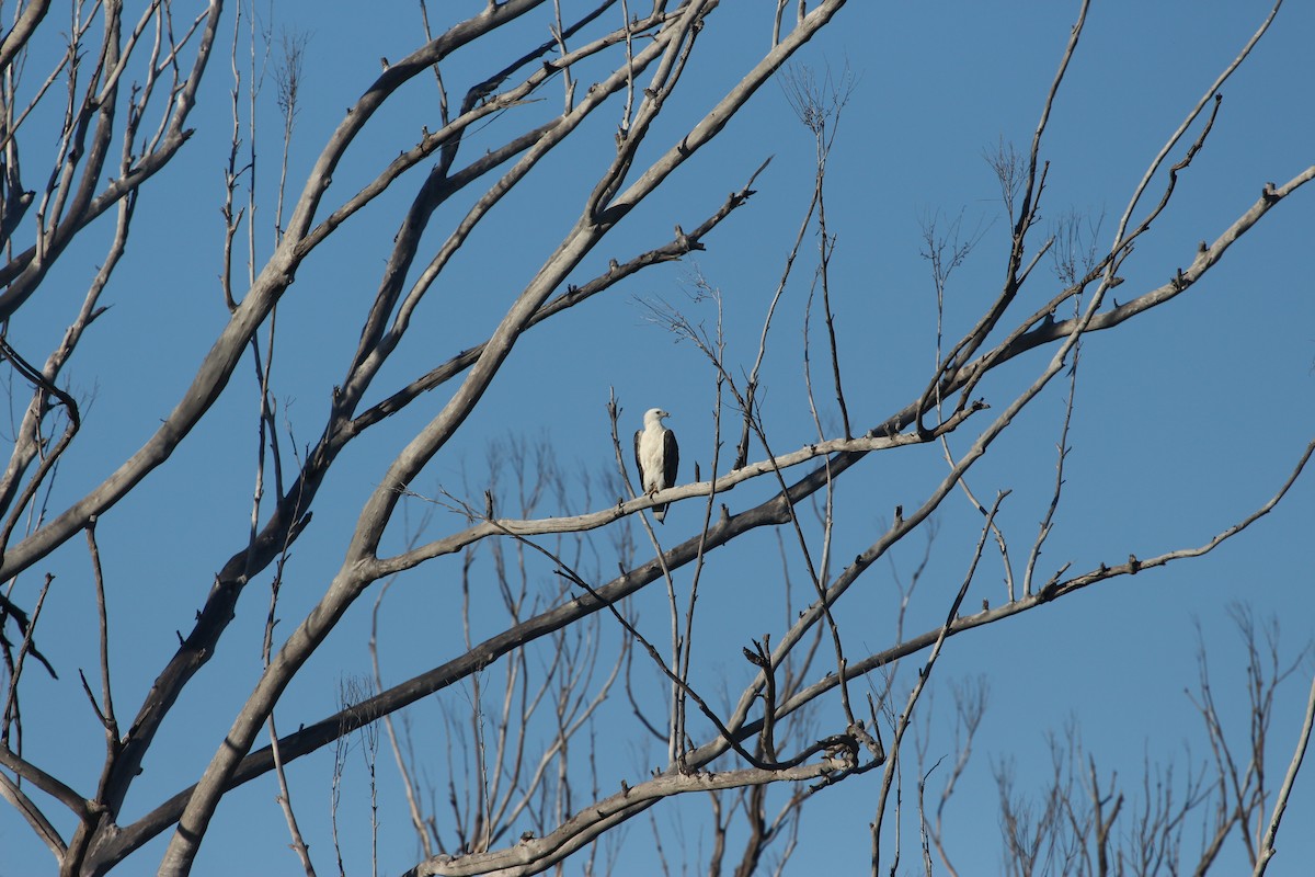 White-bellied Sea-Eagle - ML619561832