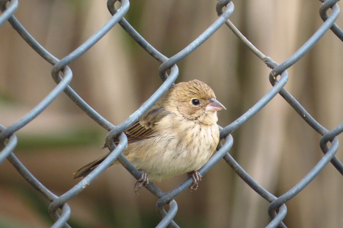 Blue-black Grassquit - Gary Prescott