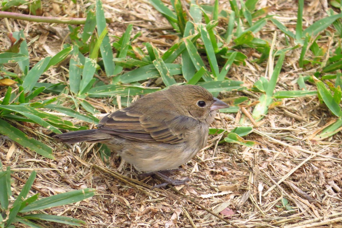 Blue-black Grassquit - Gary Prescott