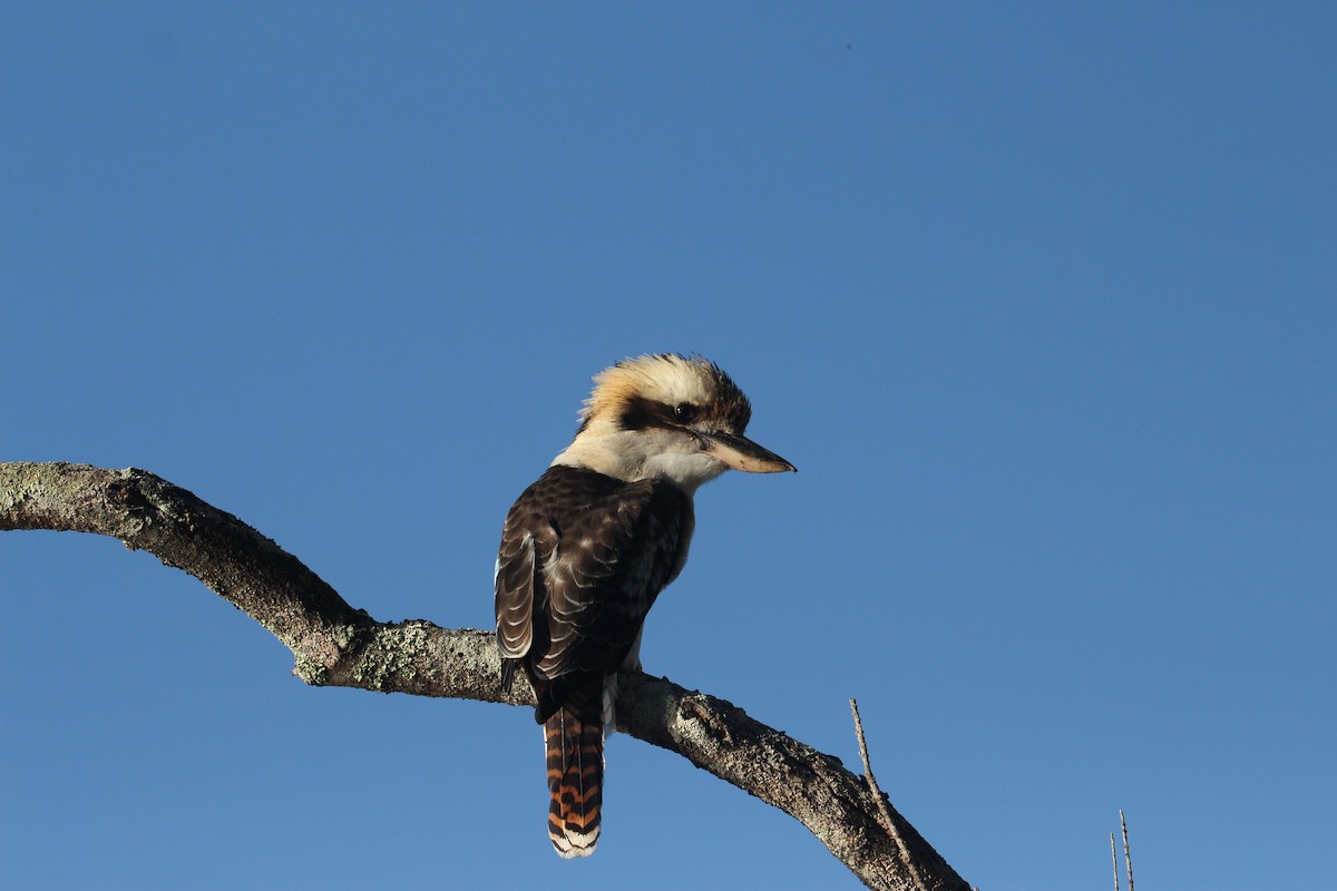 Laughing Kookaburra - Simon Lamb