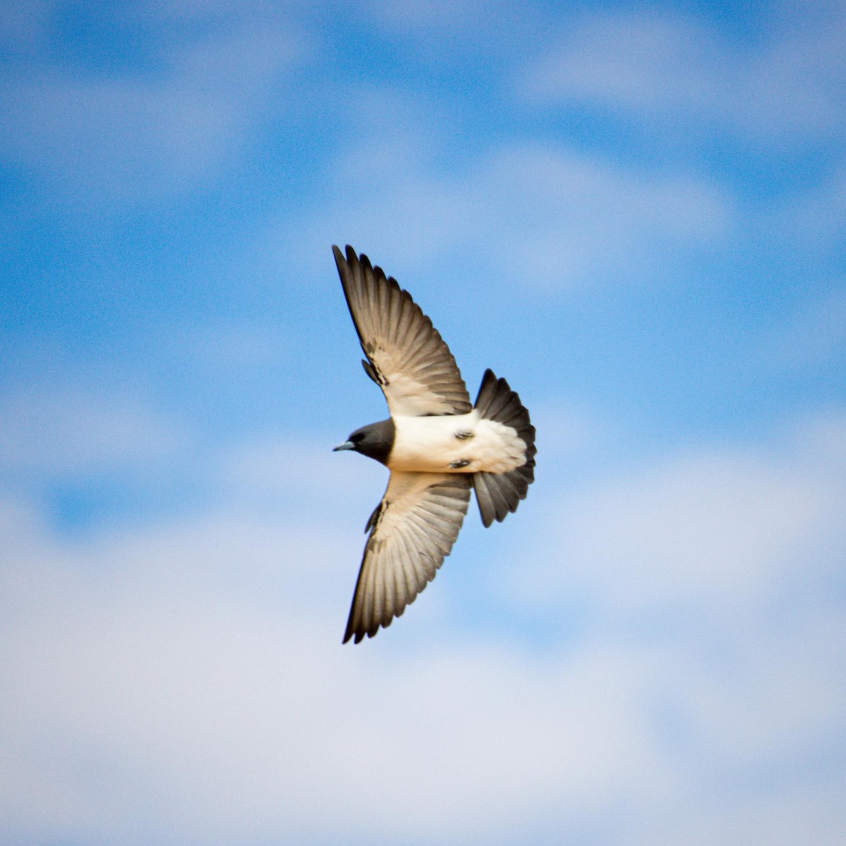White-breasted Woodswallow - Eszter Torok