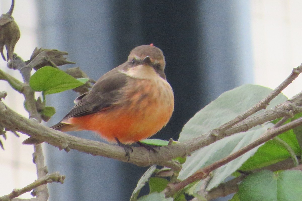 Vermilion Flycatcher - Gary Prescott