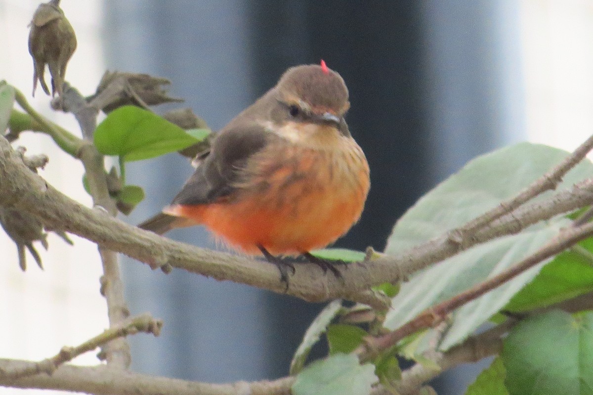 Vermilion Flycatcher - Gary Prescott