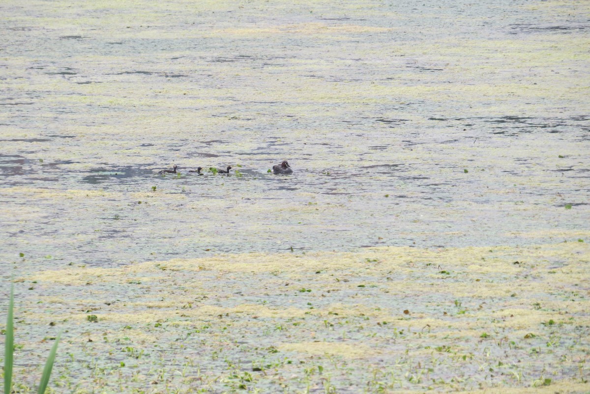 Little Grebe - Anonymous