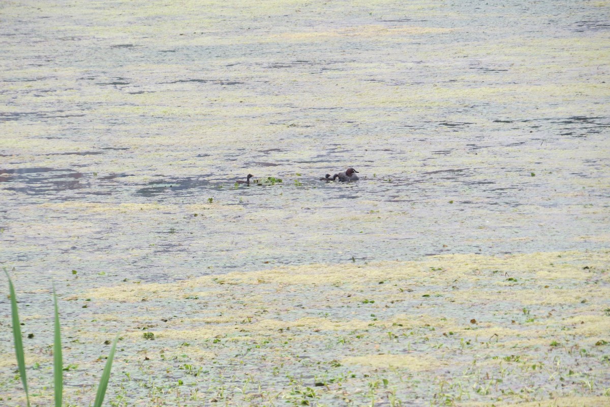 Little Grebe - Anonymous