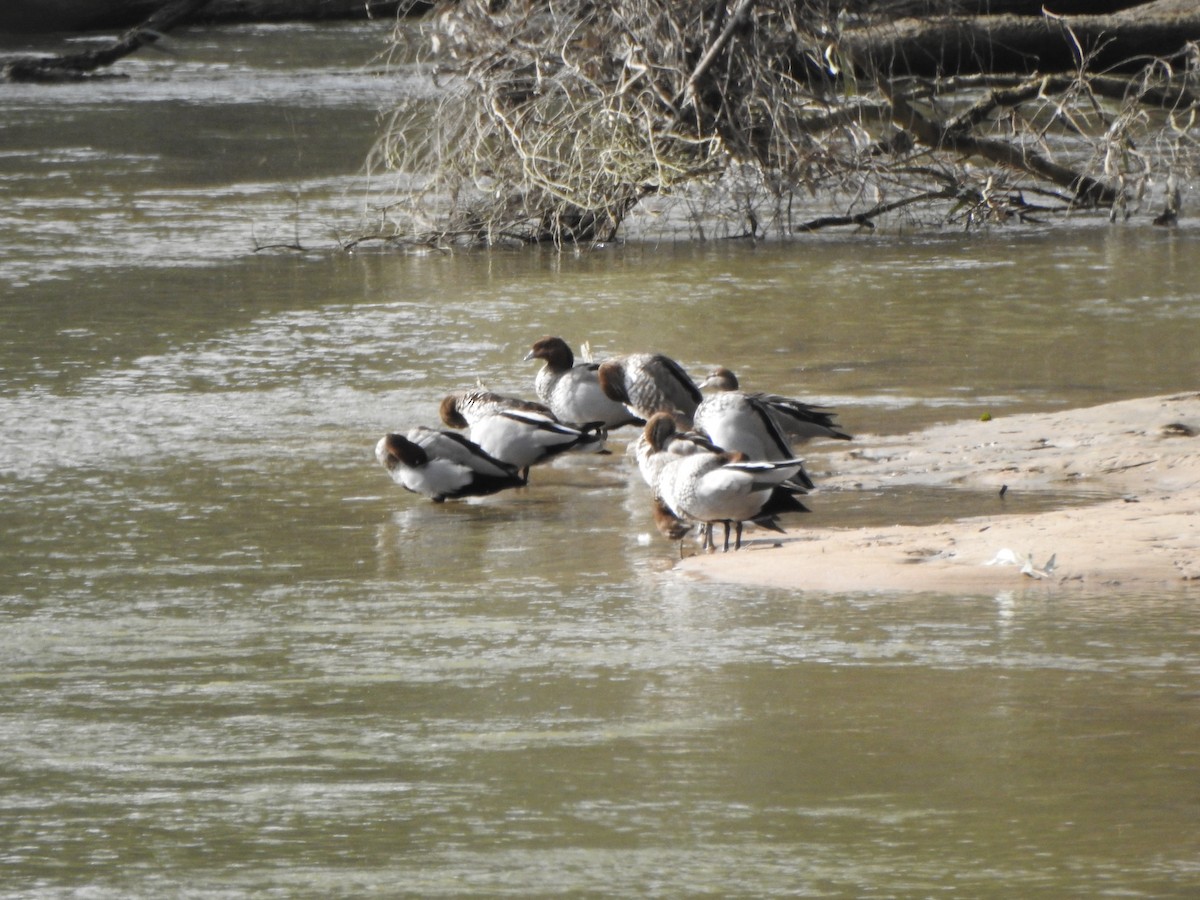 Maned Duck - DS Ridley