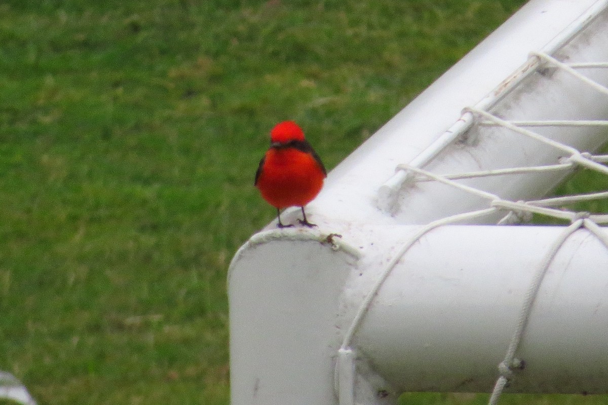 Vermilion Flycatcher - Gary Prescott