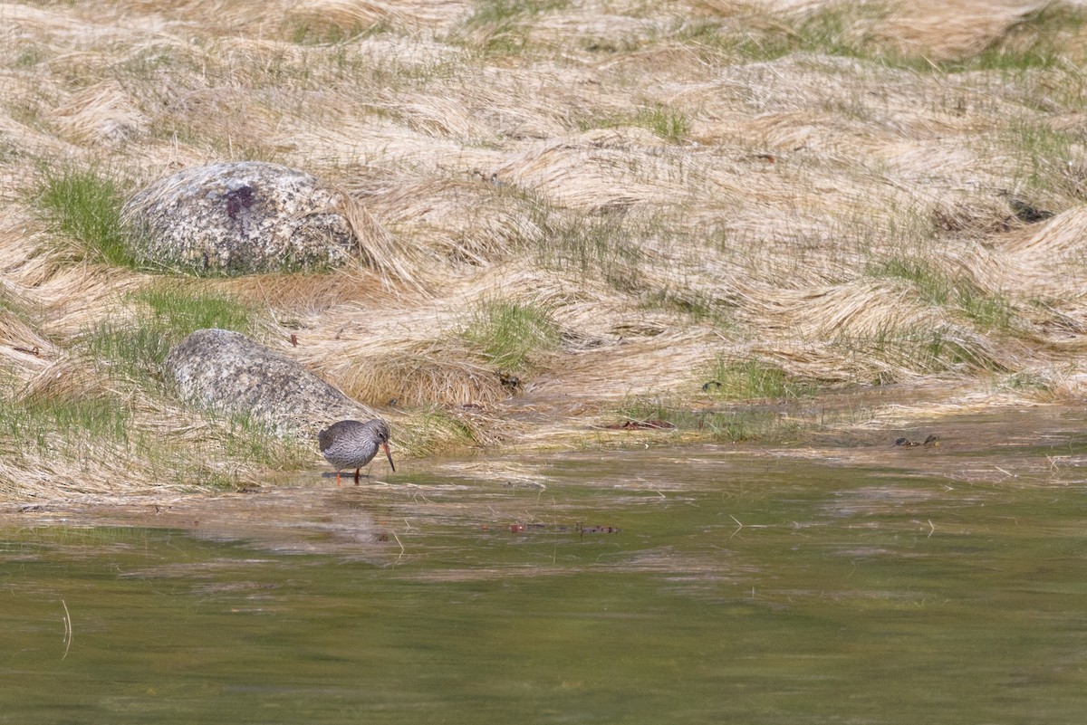 Common Redshank - Carol Holmes