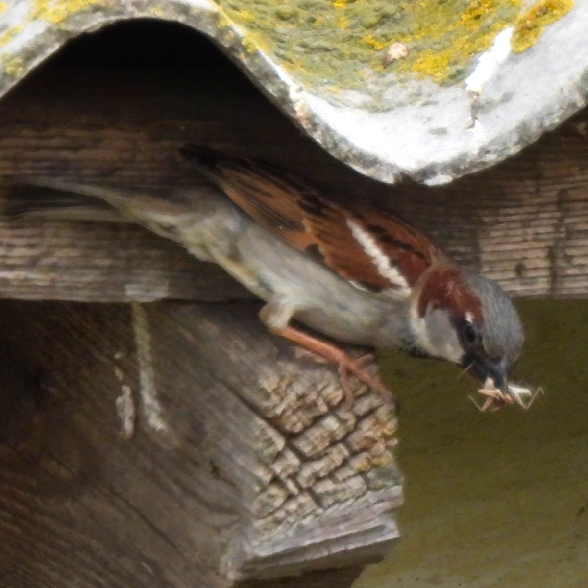 House Sparrow - Valeriya Andronova