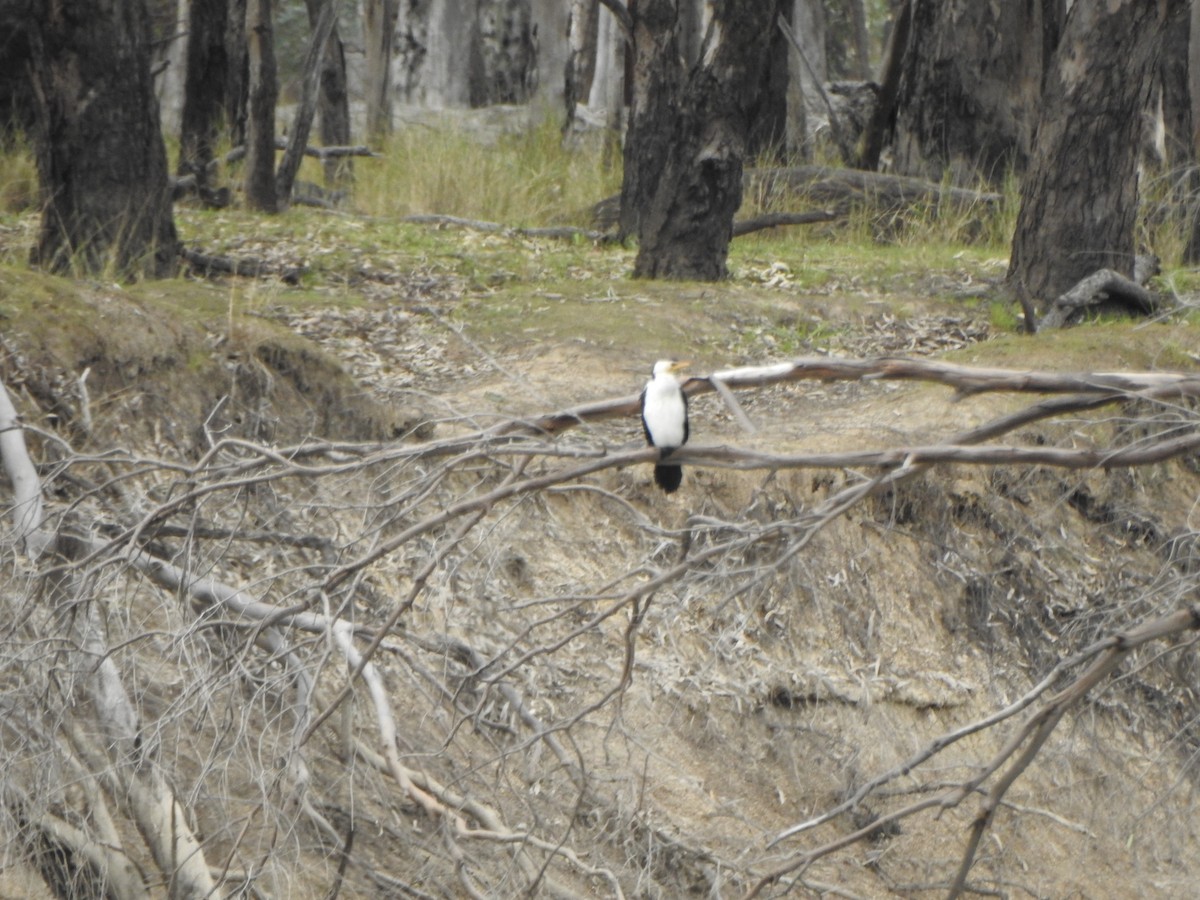 Little Pied Cormorant - DS Ridley