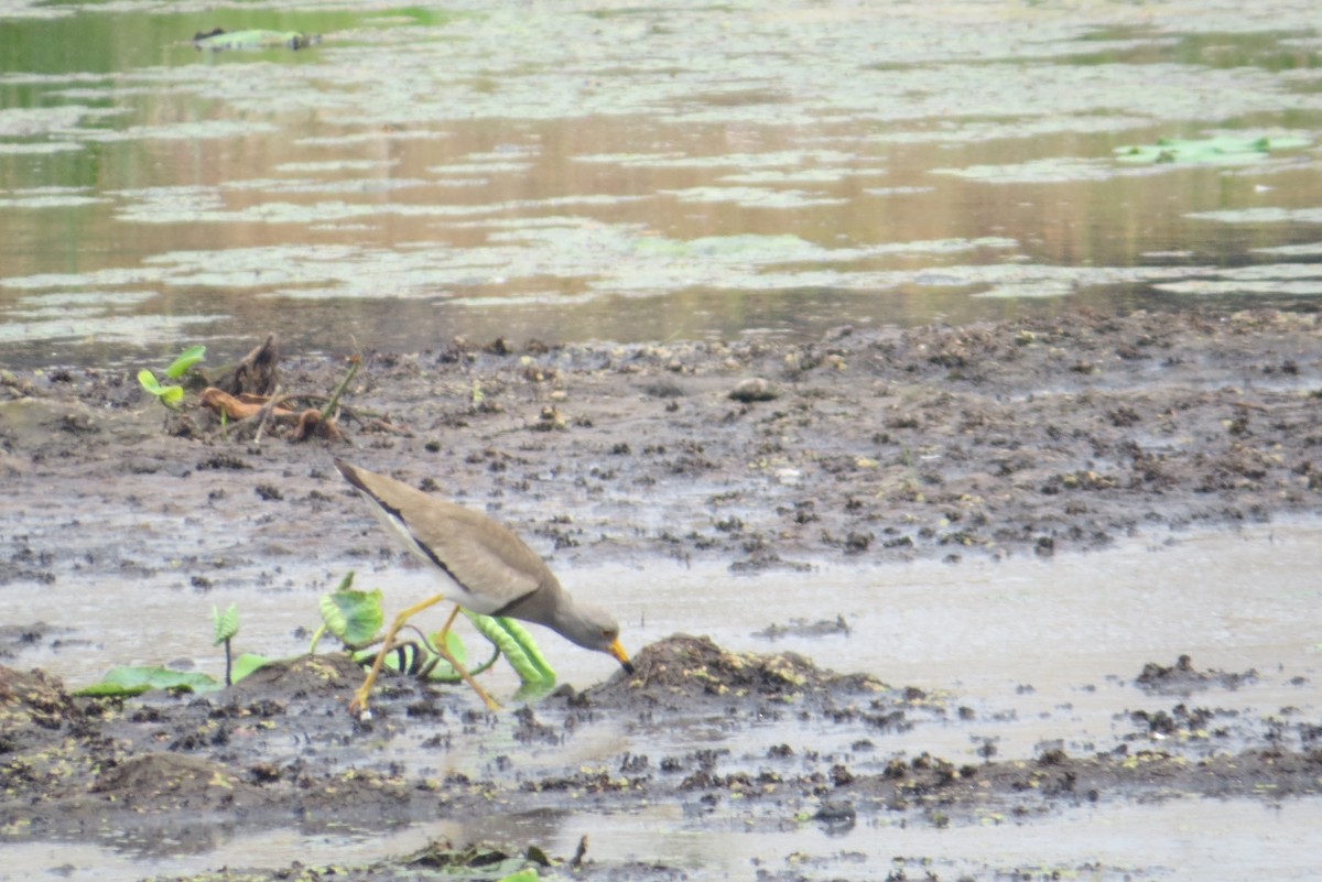 Gray-headed Lapwing - Anonymous