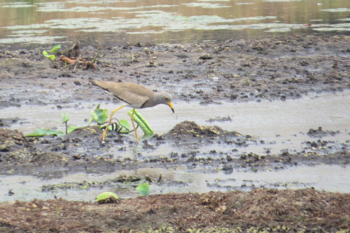 Gray-headed Lapwing - Anonymous