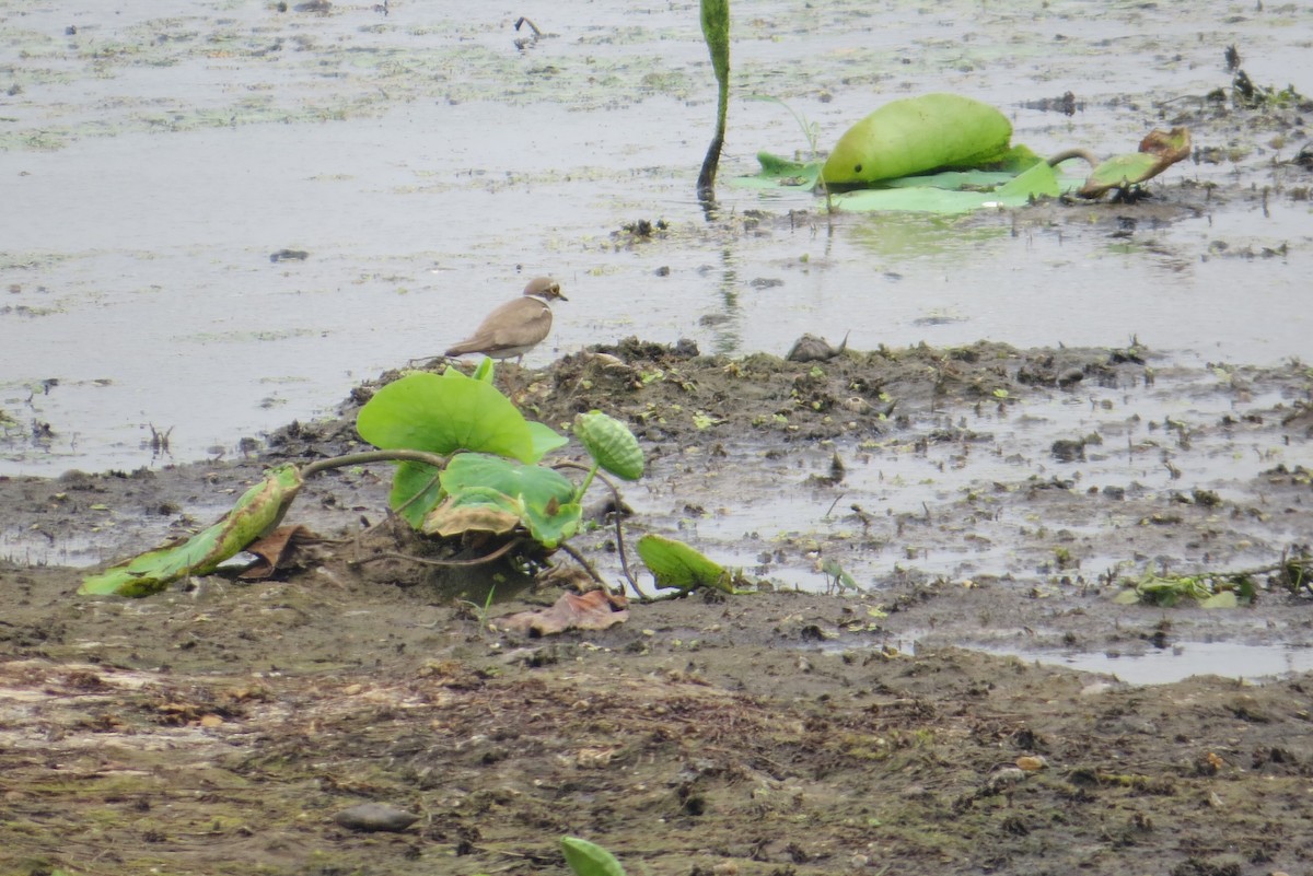 Little Ringed Plover - Anonymous