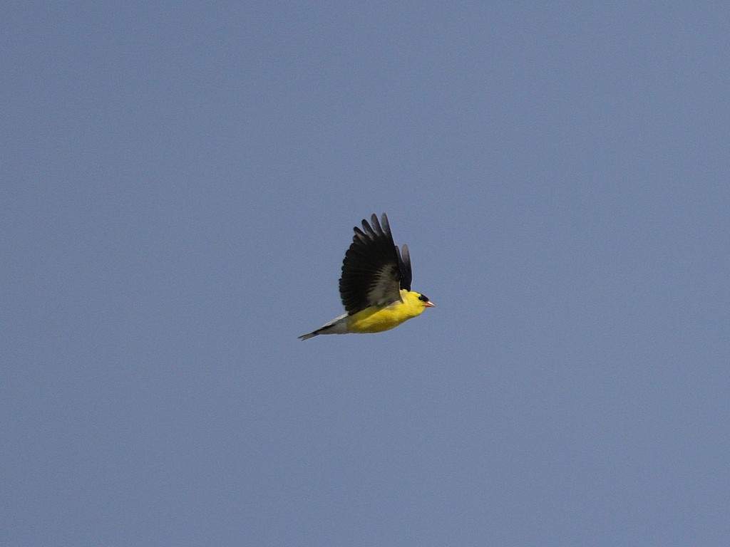 American Goldfinch - ML619561862