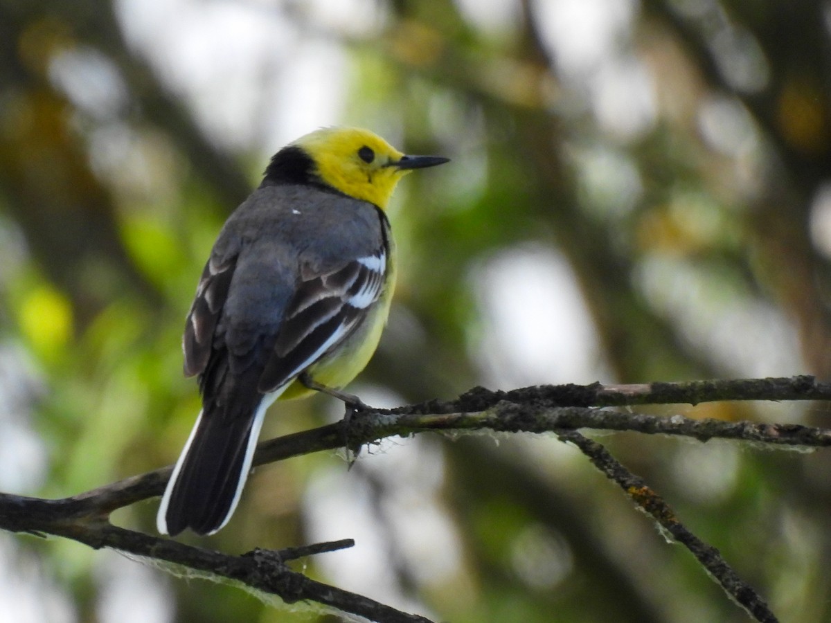 Citrine Wagtail - Natalia Gorczowska