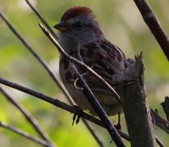 American Tree Sparrow - Jacquie  Montgomery