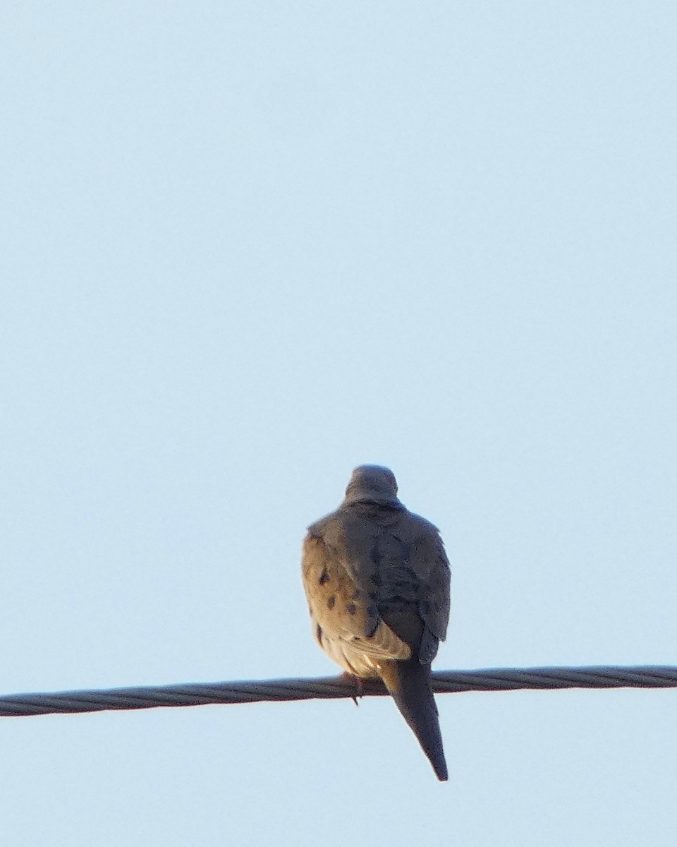 Mourning Dove - Sarah Bowman