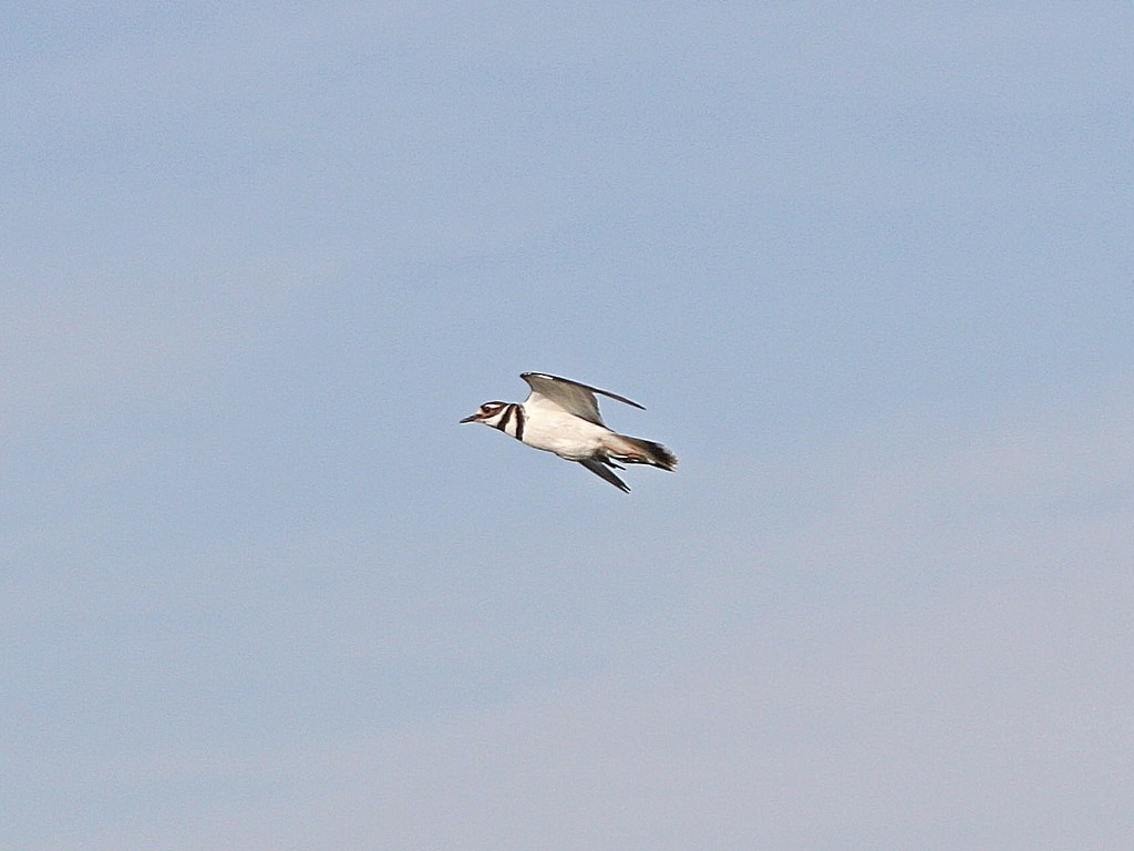 Killdeer - ML619561875