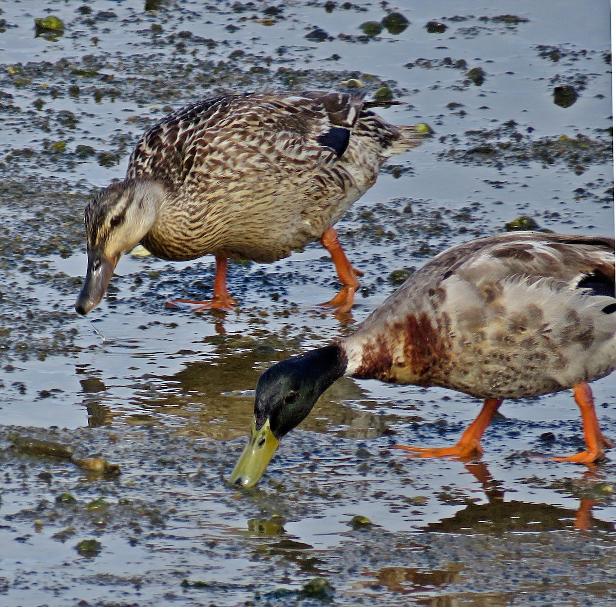 Mallard - Joao Freitas