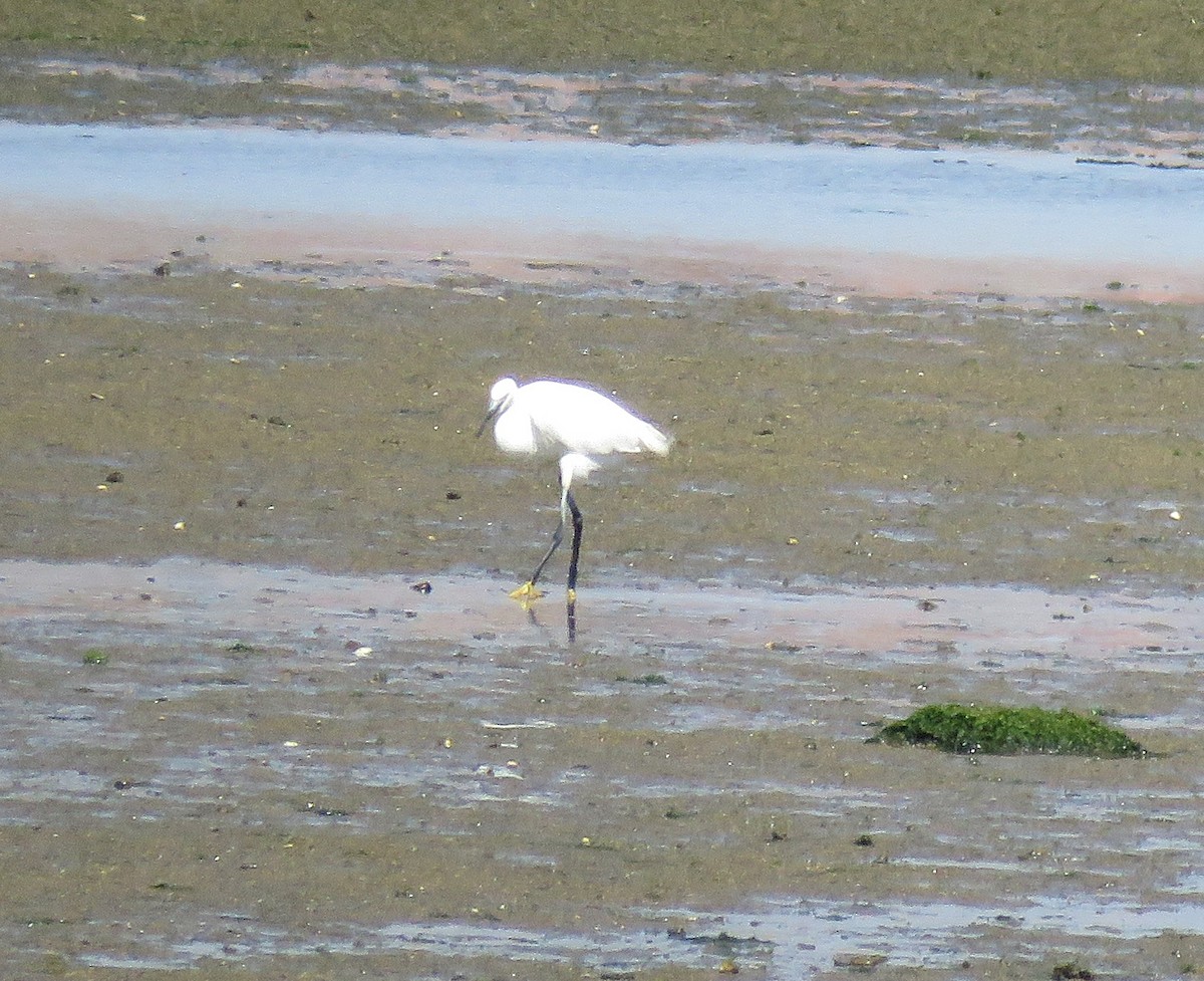 Little Egret - Joao Freitas