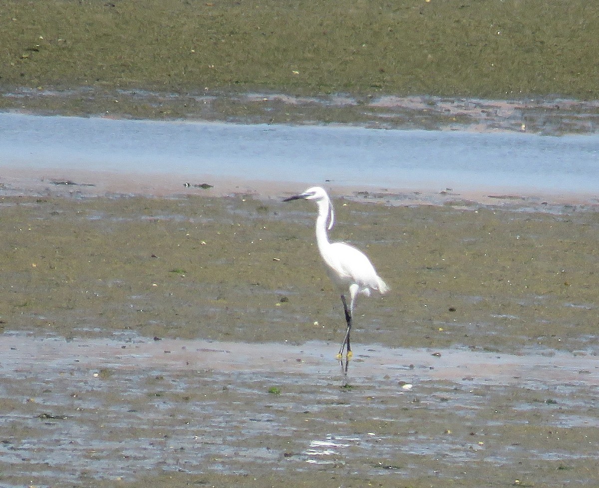 Little Egret - Joao Freitas