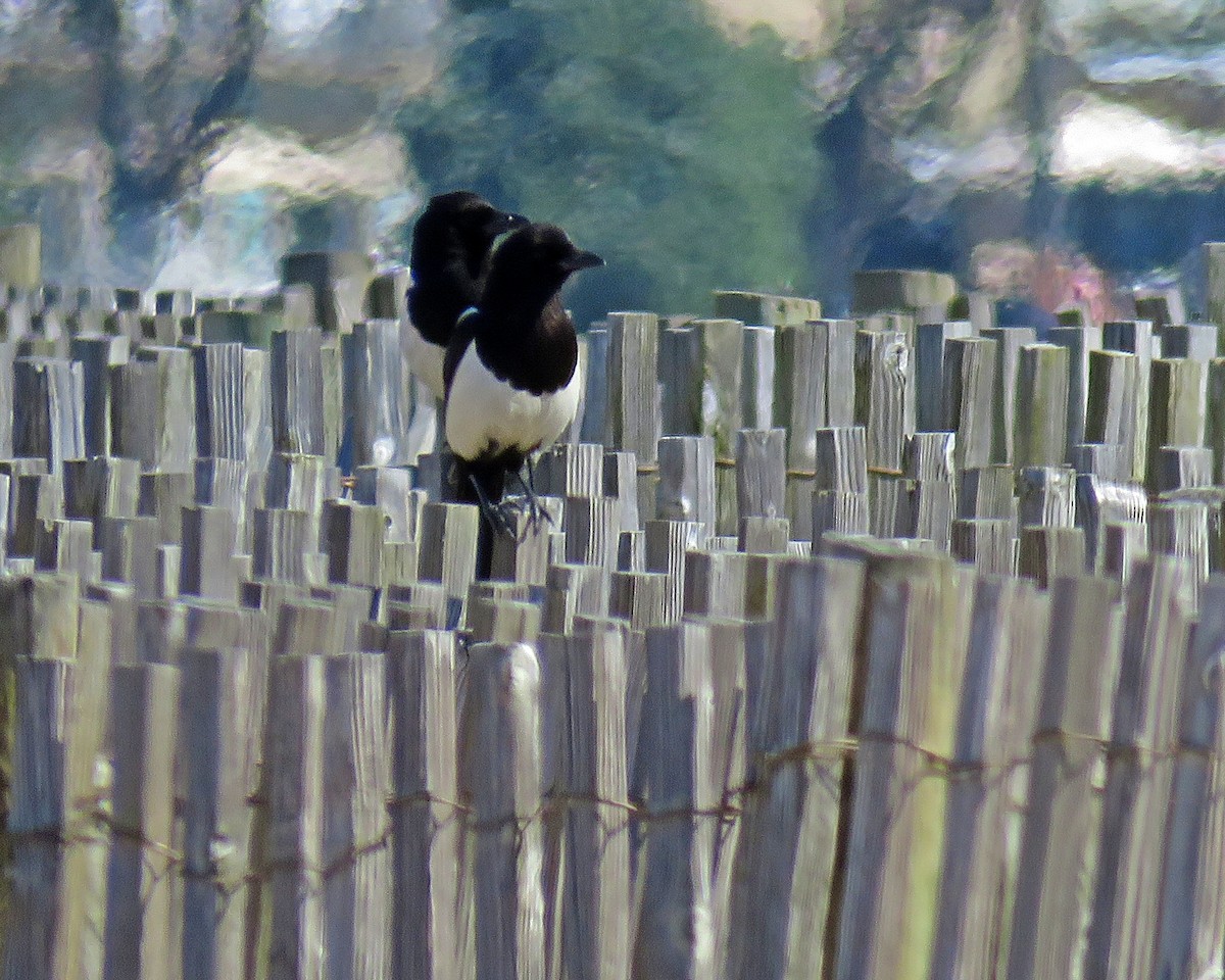 Eurasian Magpie - Joao Freitas