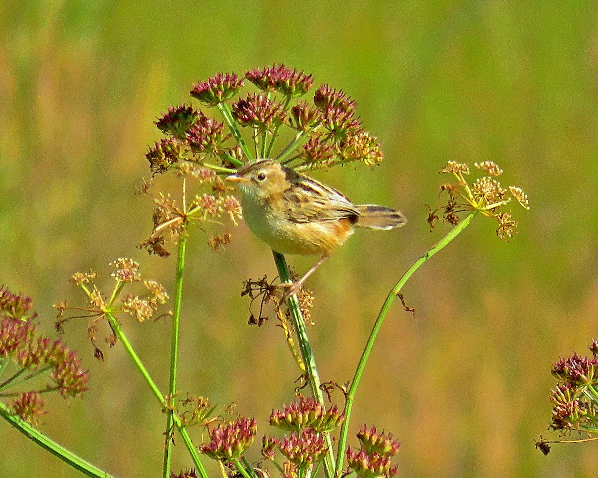 Zitting Cisticola - Joao Freitas