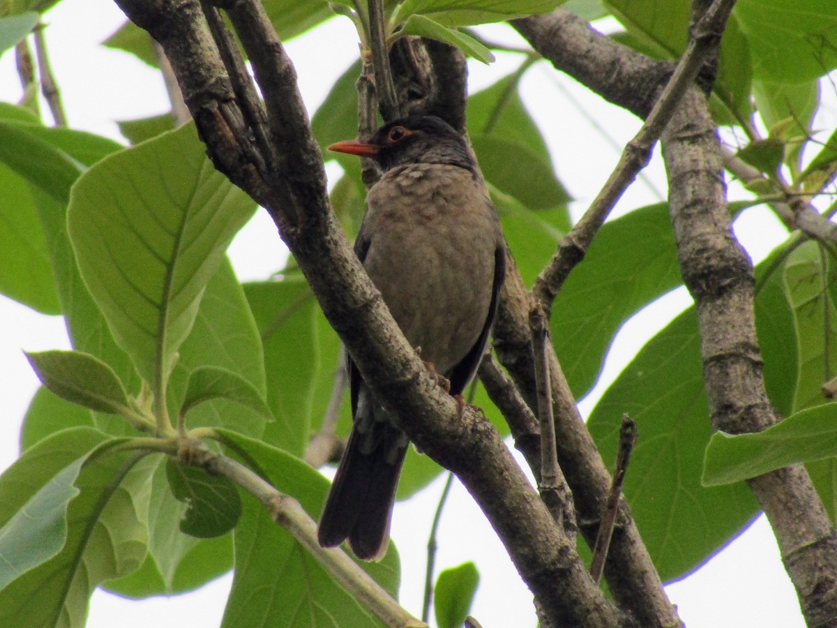 Indian Blackbird - ML619561894