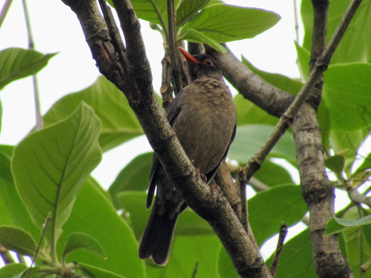 Indian Blackbird - ML619561895