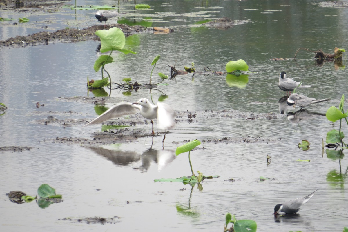 Black-headed Gull - Anonymous