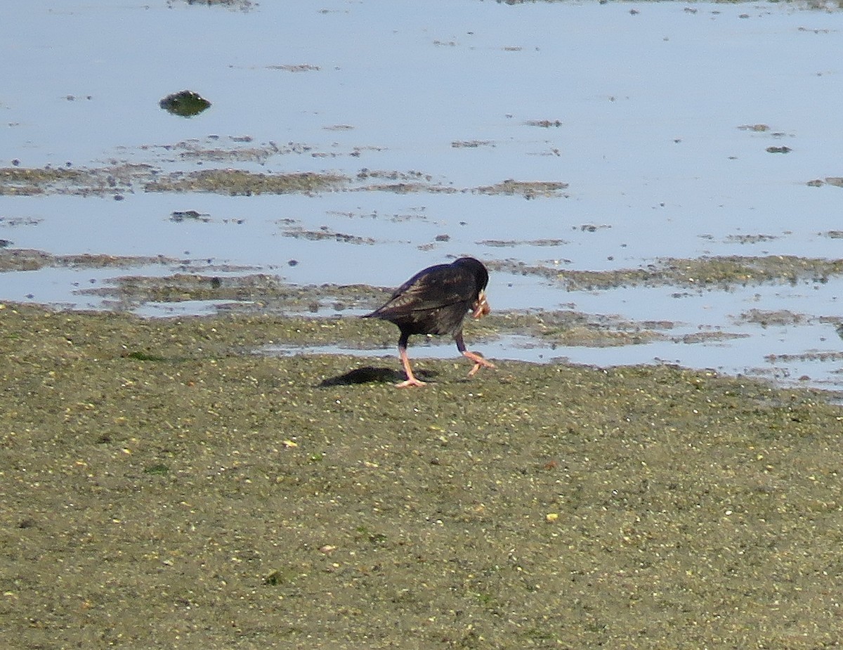 Spotless Starling - Joao Freitas