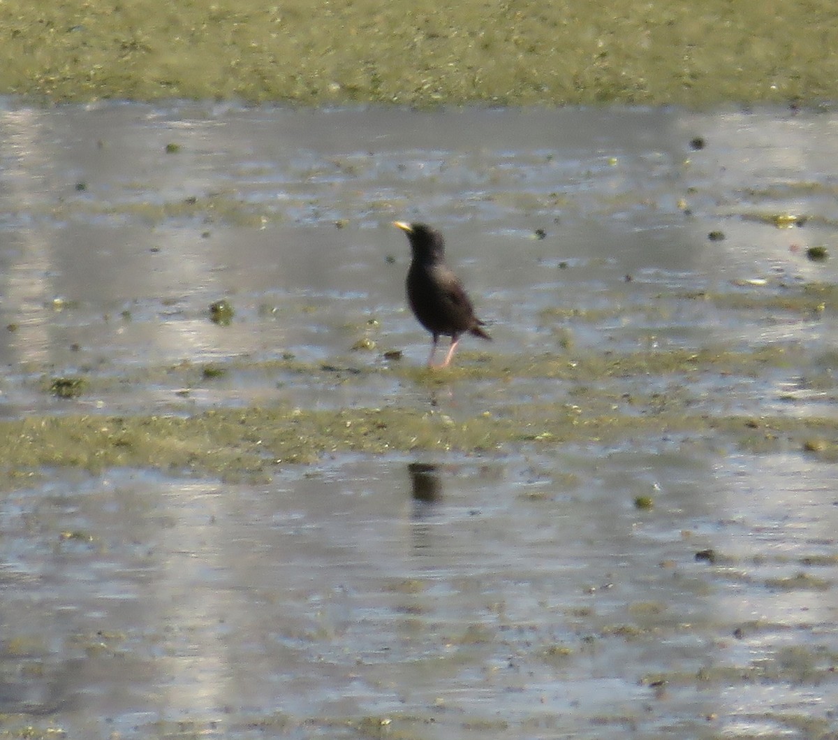 Spotless Starling - Joao Freitas