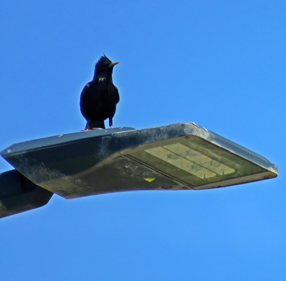 Spotless Starling - Joao Freitas