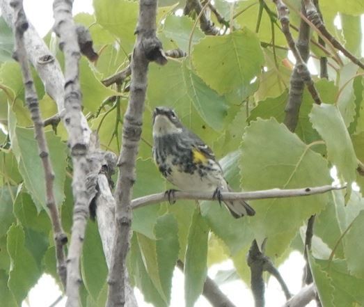 Yellow-rumped Warbler - Zhongyu Wang