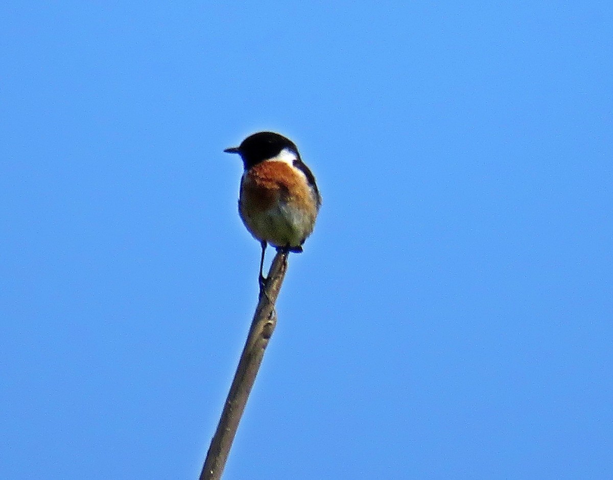 European Stonechat - Joao Freitas