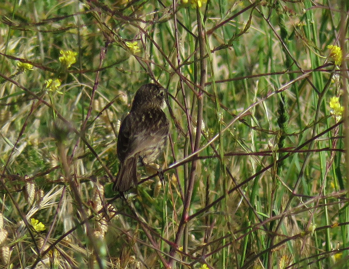 European Stonechat - Joao Freitas