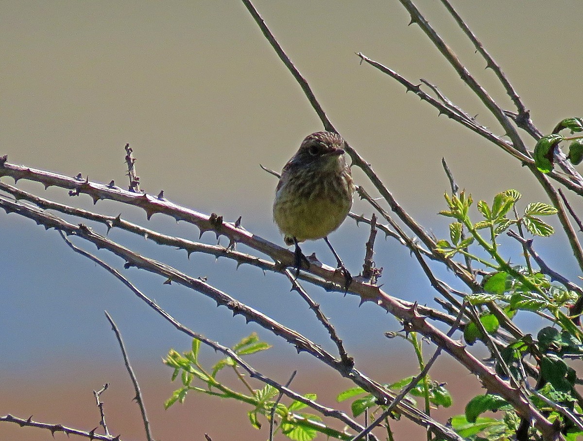 European Stonechat - Joao Freitas